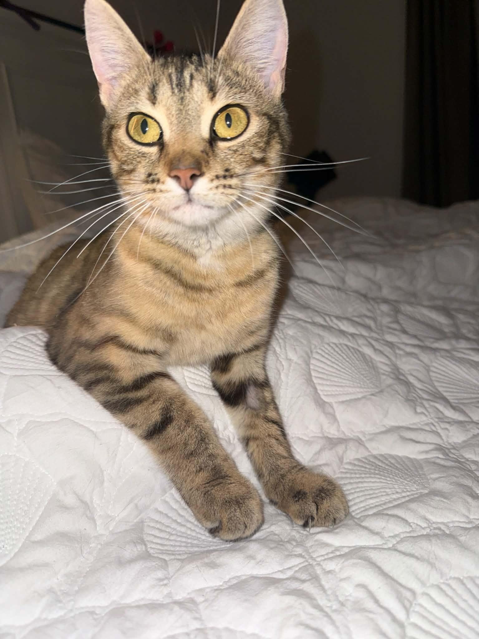 Enlarge Coconut, a Adoptable Domestic Short Hair in Wakefield, QC image 2/2