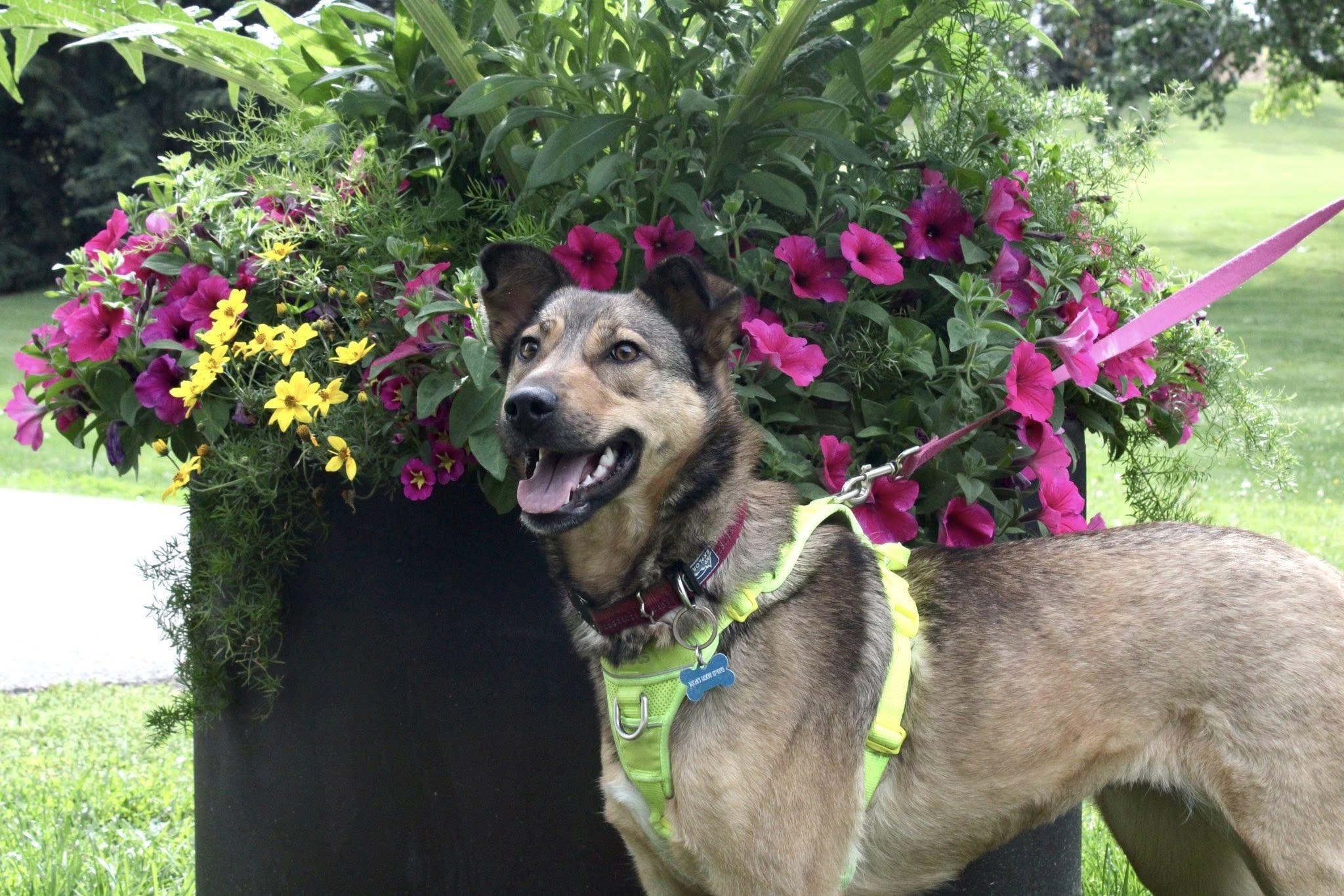 Hawaii, Adoptable, Adult Female Shepherd.