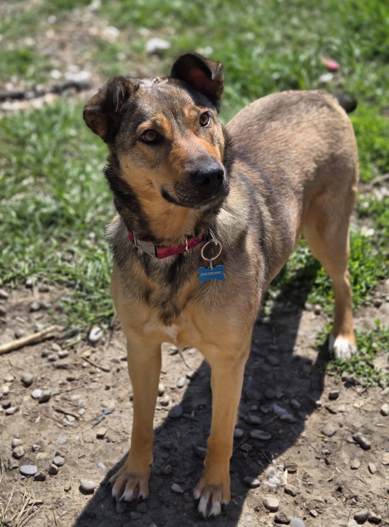 Enlarge Hawaii, a Adoptable mixed breed in Calgary, AB image 2/5