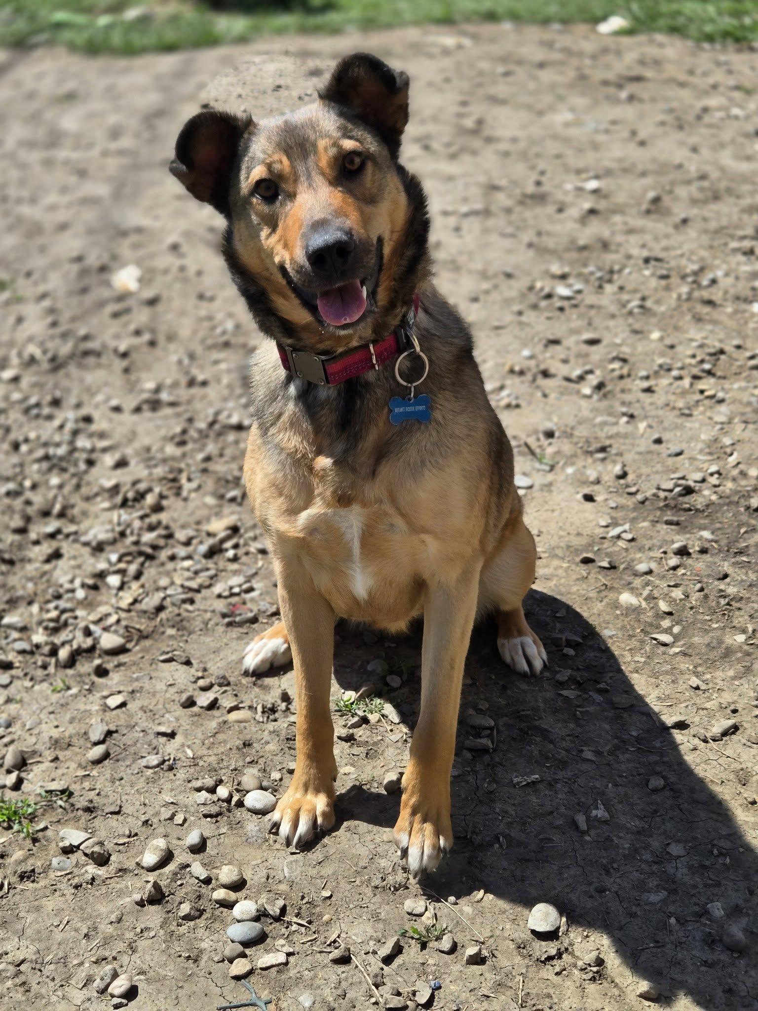 Enlarge Hawaii, a Adoptable mixed breed in Calgary, AB image 3/5