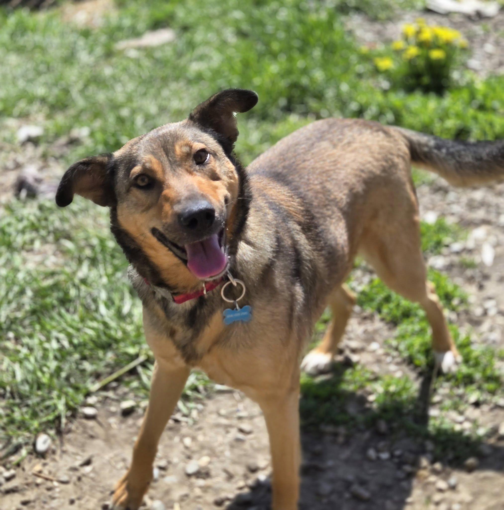 Enlarge Hawaii, a Adoptable mixed breed in Calgary, AB image 4/5
