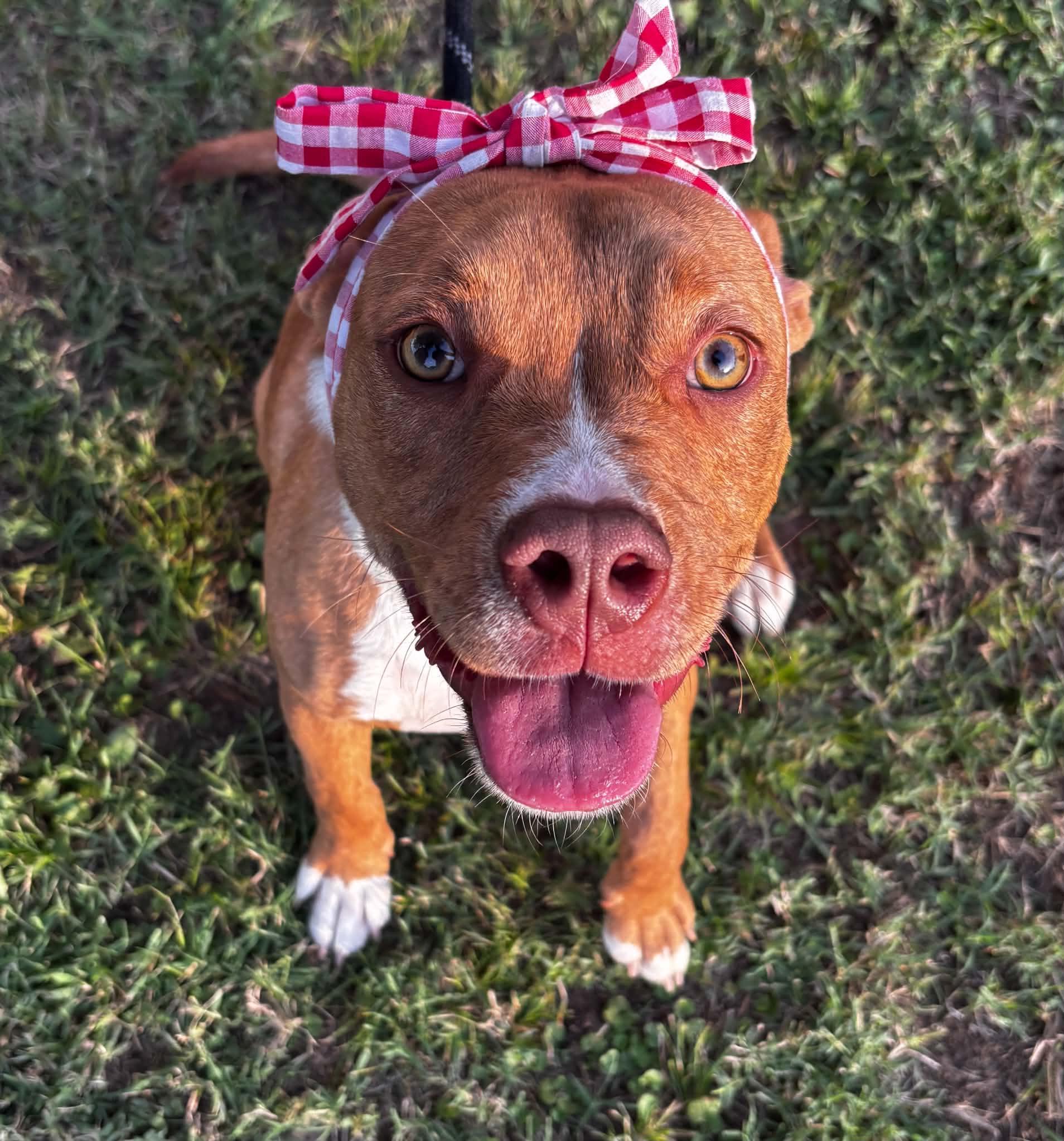 Gabbie, ADOPTABLE, Young Female Pit Bull Terrier.