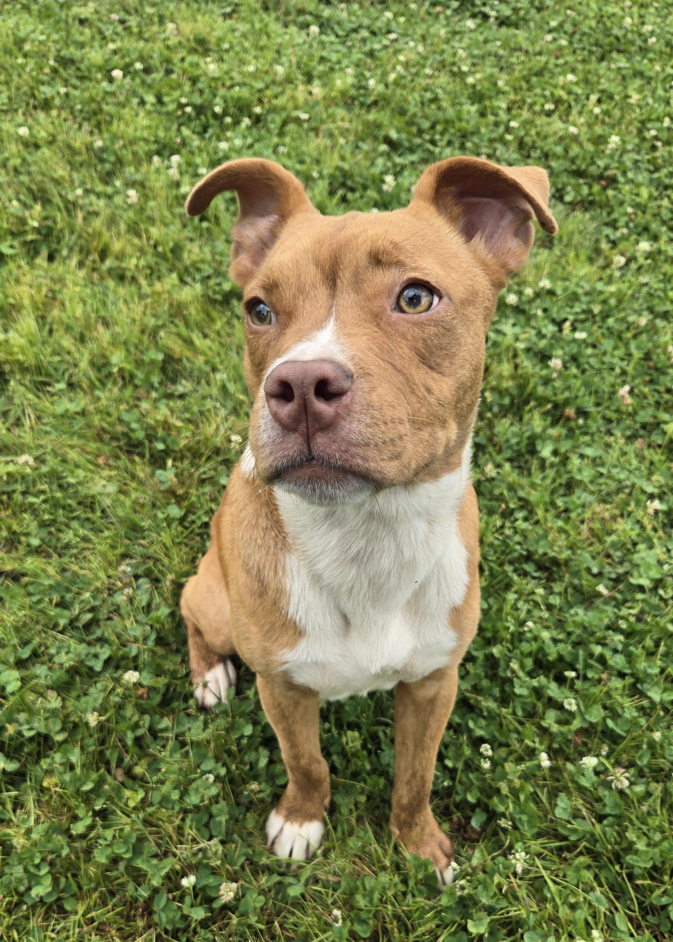 Gabbie, a ADOPTABLE mixed breed in Okemah, OK image 2/4