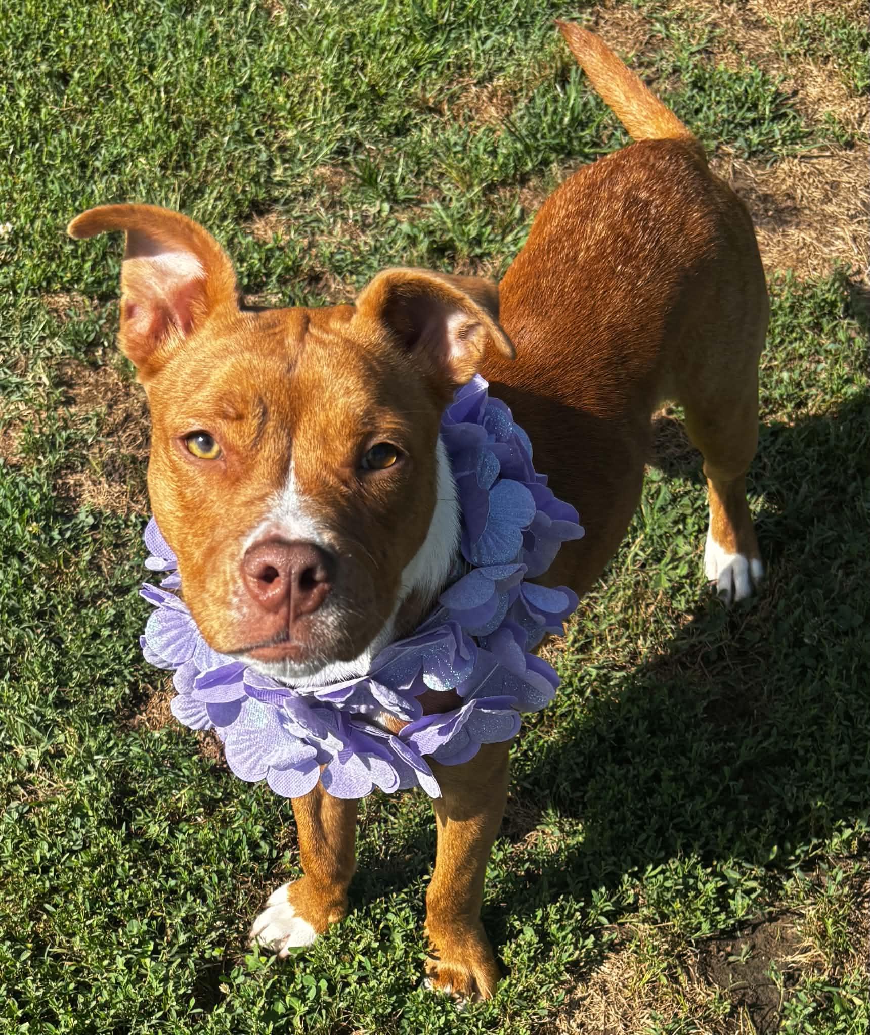 Gabbie, a ADOPTABLE mixed breed in Okemah, OK image 4/4