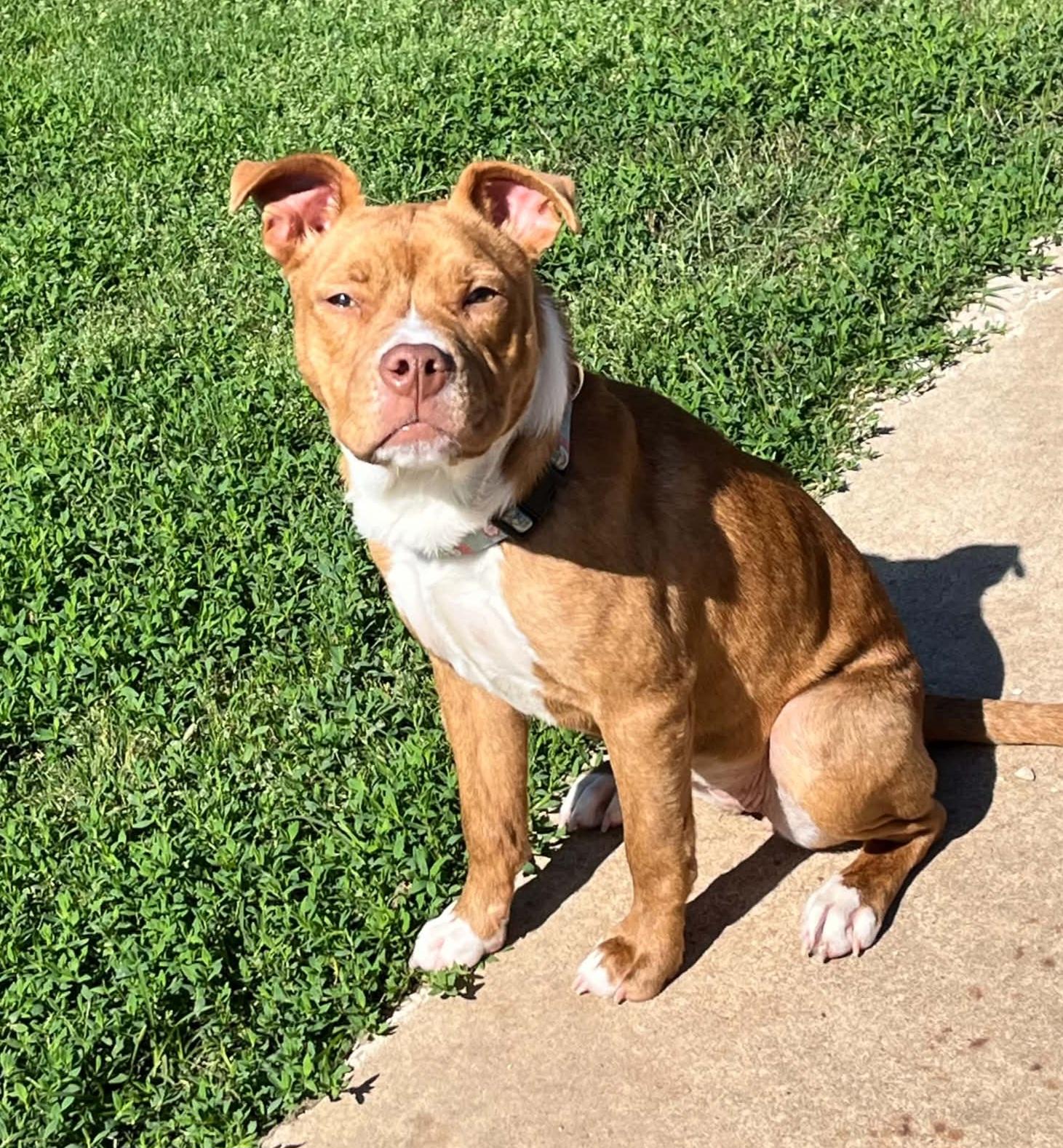 Gabbie, a ADOPTABLE mixed breed in Okemah, OK image 3/4