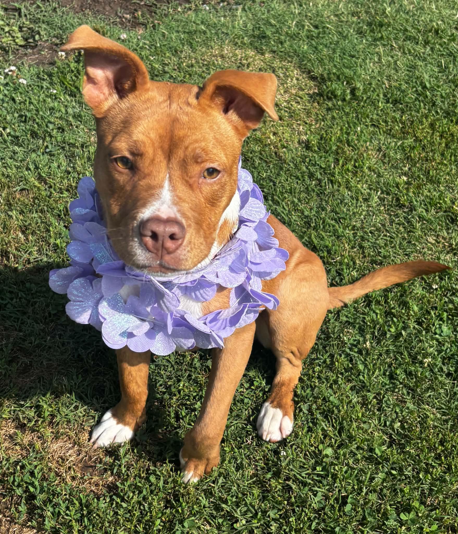 Gabbie, a ADOPTABLE mixed breed in Okemah, OK image 1/4