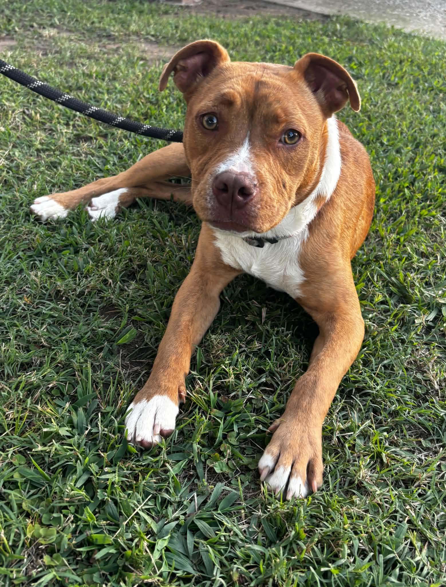 Gabbie, a ADOPTABLE mixed breed in Okemah, OK image 6/6