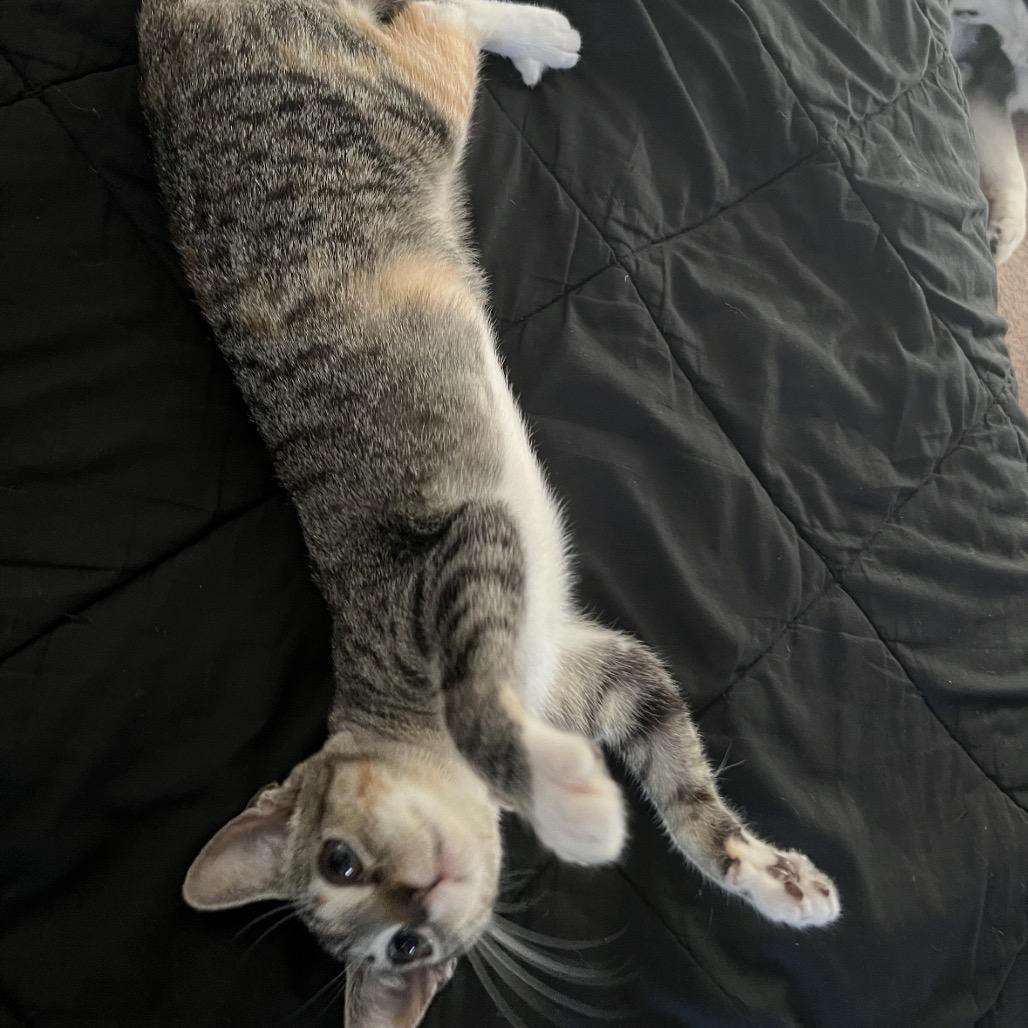 Persephone, Adoptable, Young Female Domestic Short Hair.