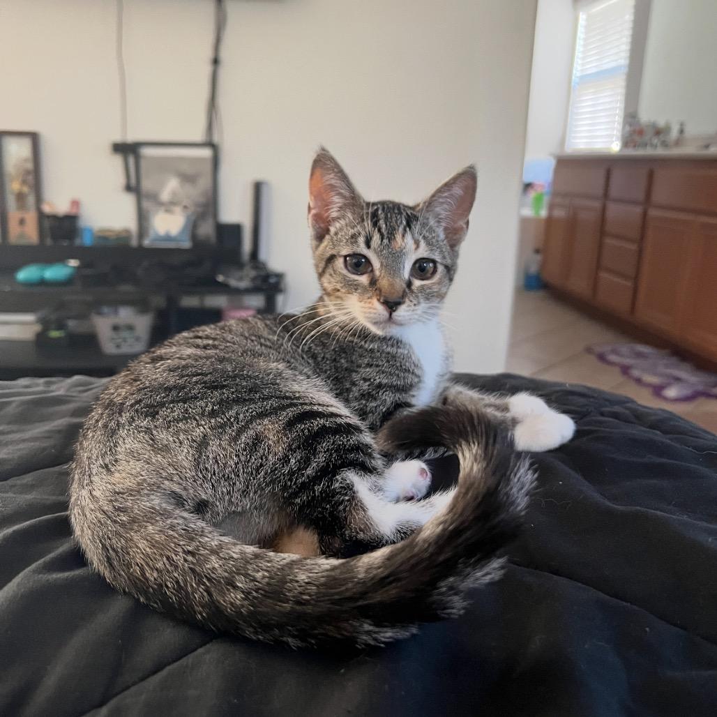 Enlarge Persephone, a Adoptable Domestic Short Hair in Long Beach, CA image 2/4