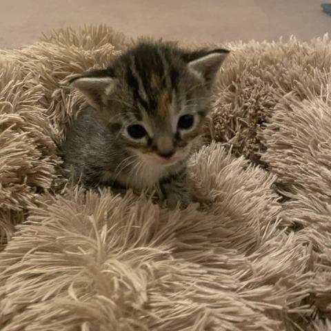 Enlarge Persephone, a Adoptable Domestic Short Hair in Long Beach, CA image 3/4