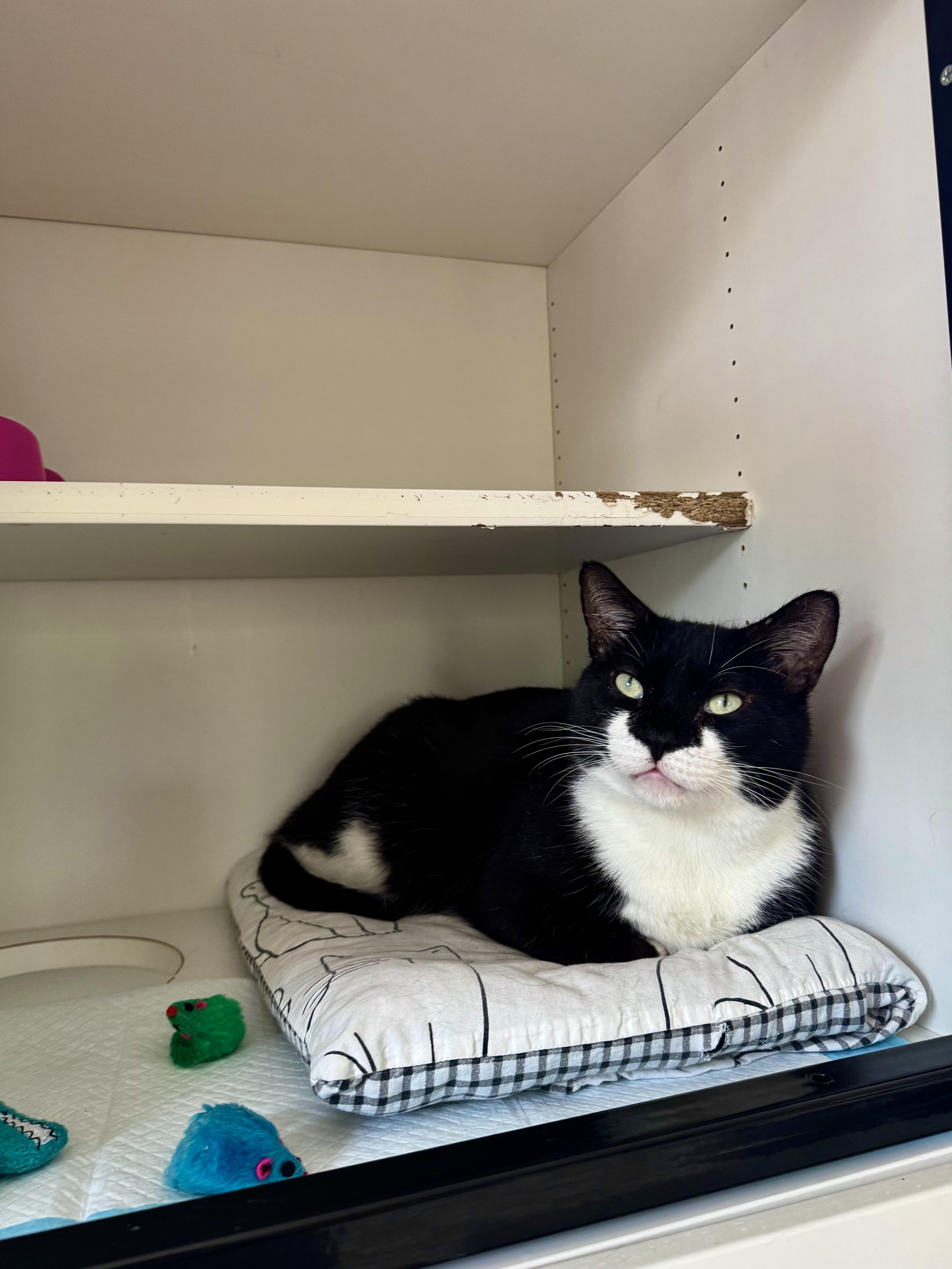 Bobby, a ADOPTABLE Domestic Short Hair in Ramsey, NJ image 1/6