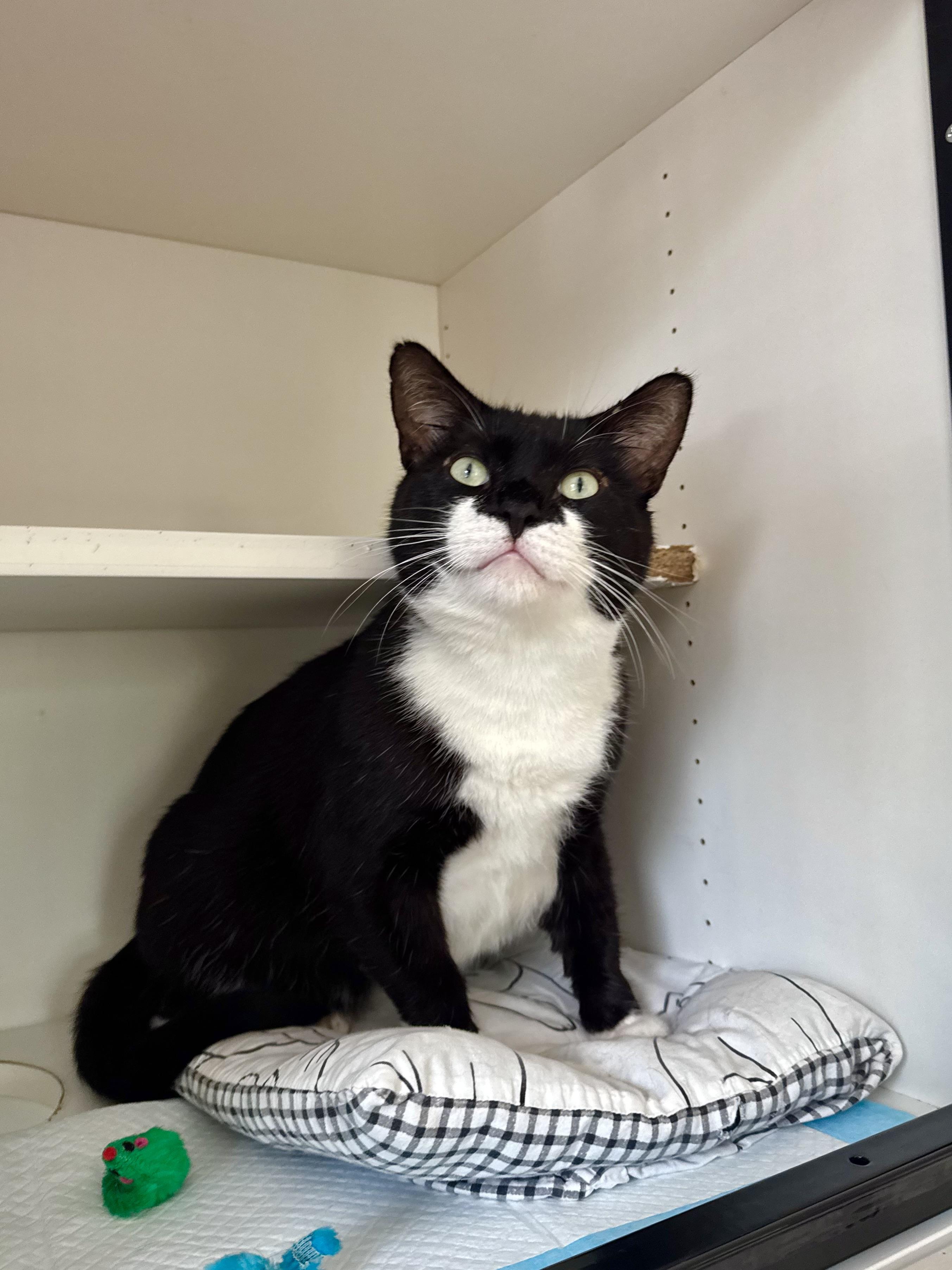 Bobby, a ADOPTABLE Domestic Short Hair in Ramsey, NJ image 5/6