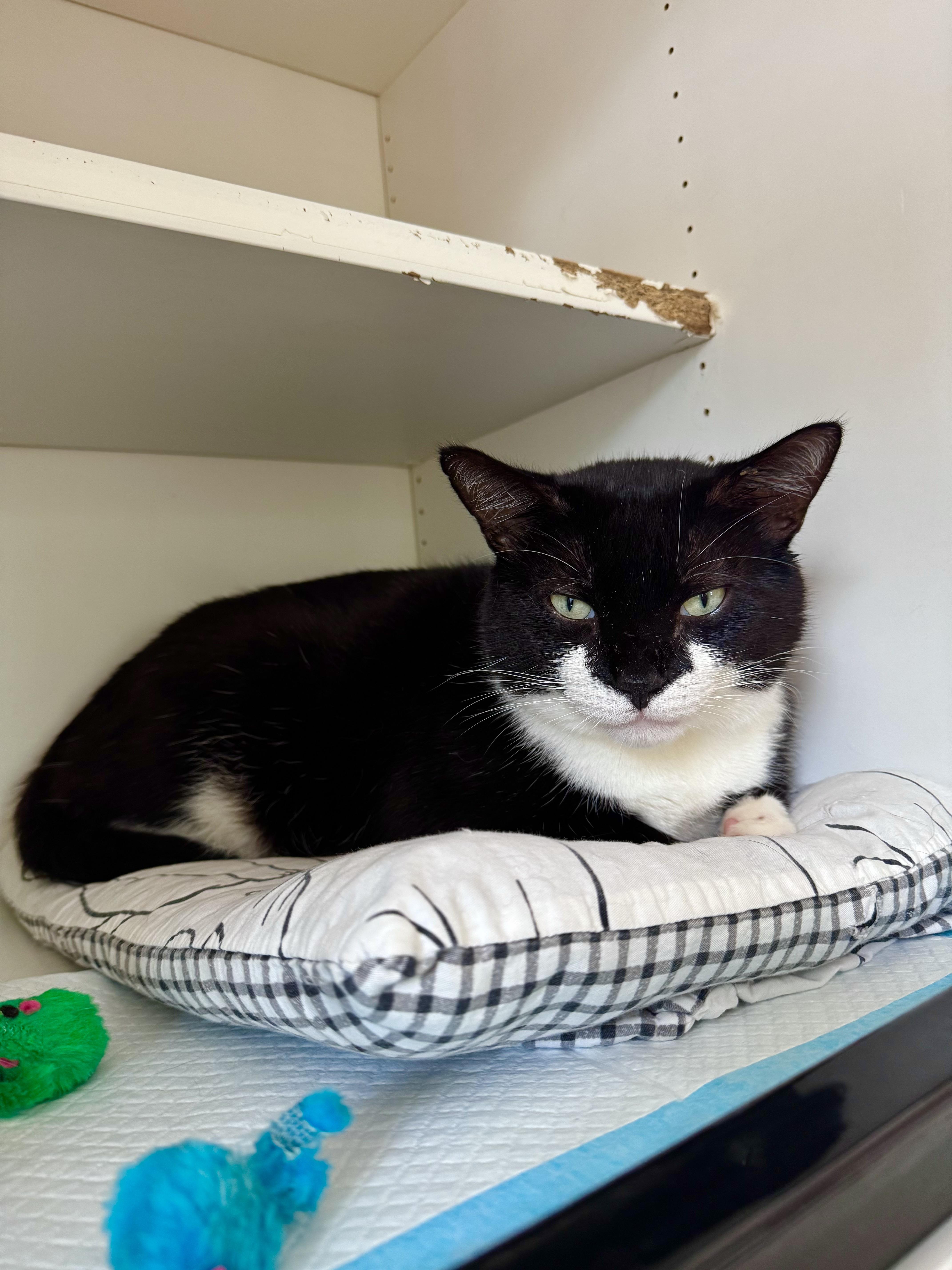 Bobby, a ADOPTABLE Domestic Short Hair in Ramsey, NJ image 6/6