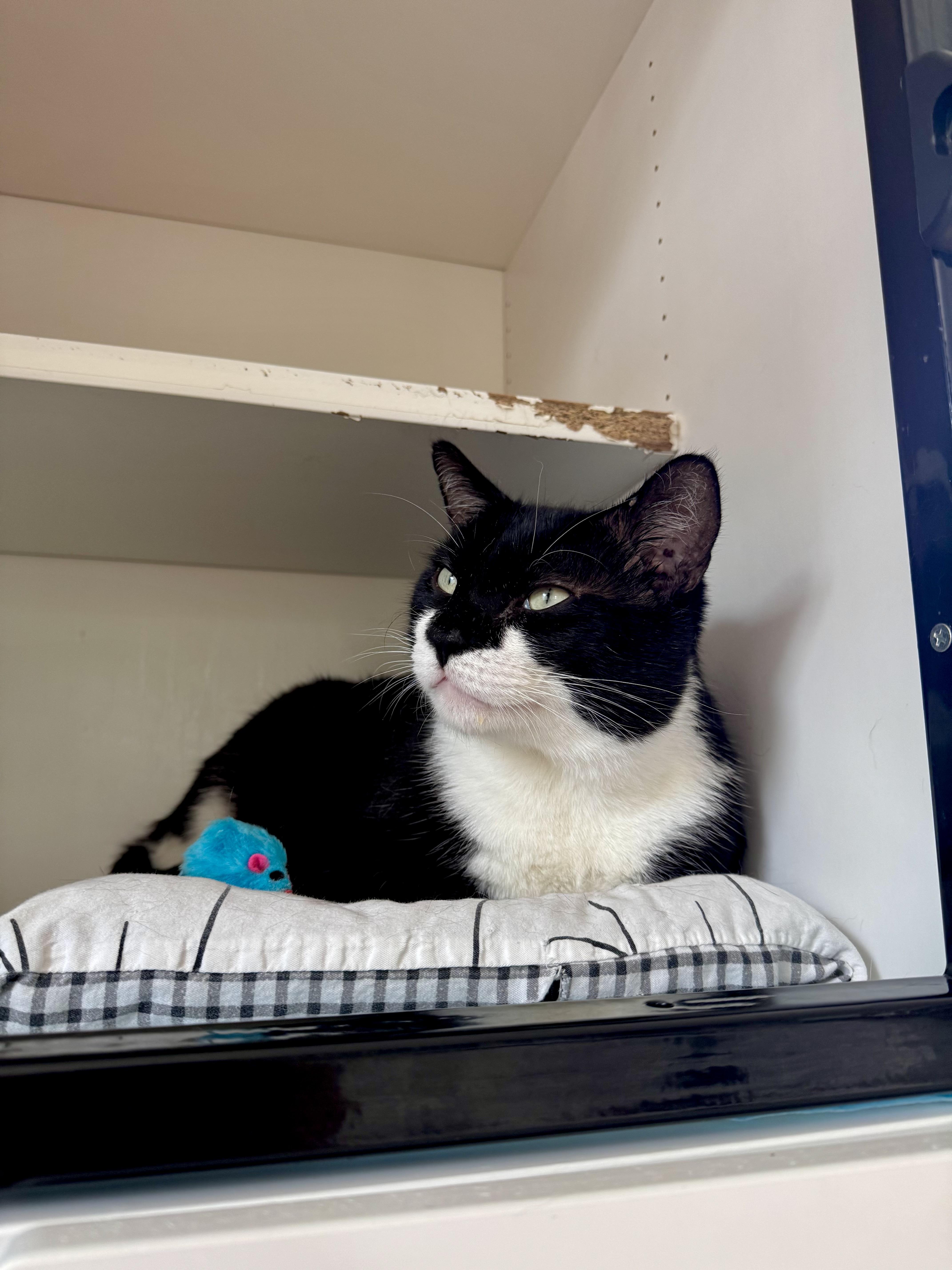 Bobby, a ADOPTABLE Domestic Short Hair in Ramsey, NJ image 2/6