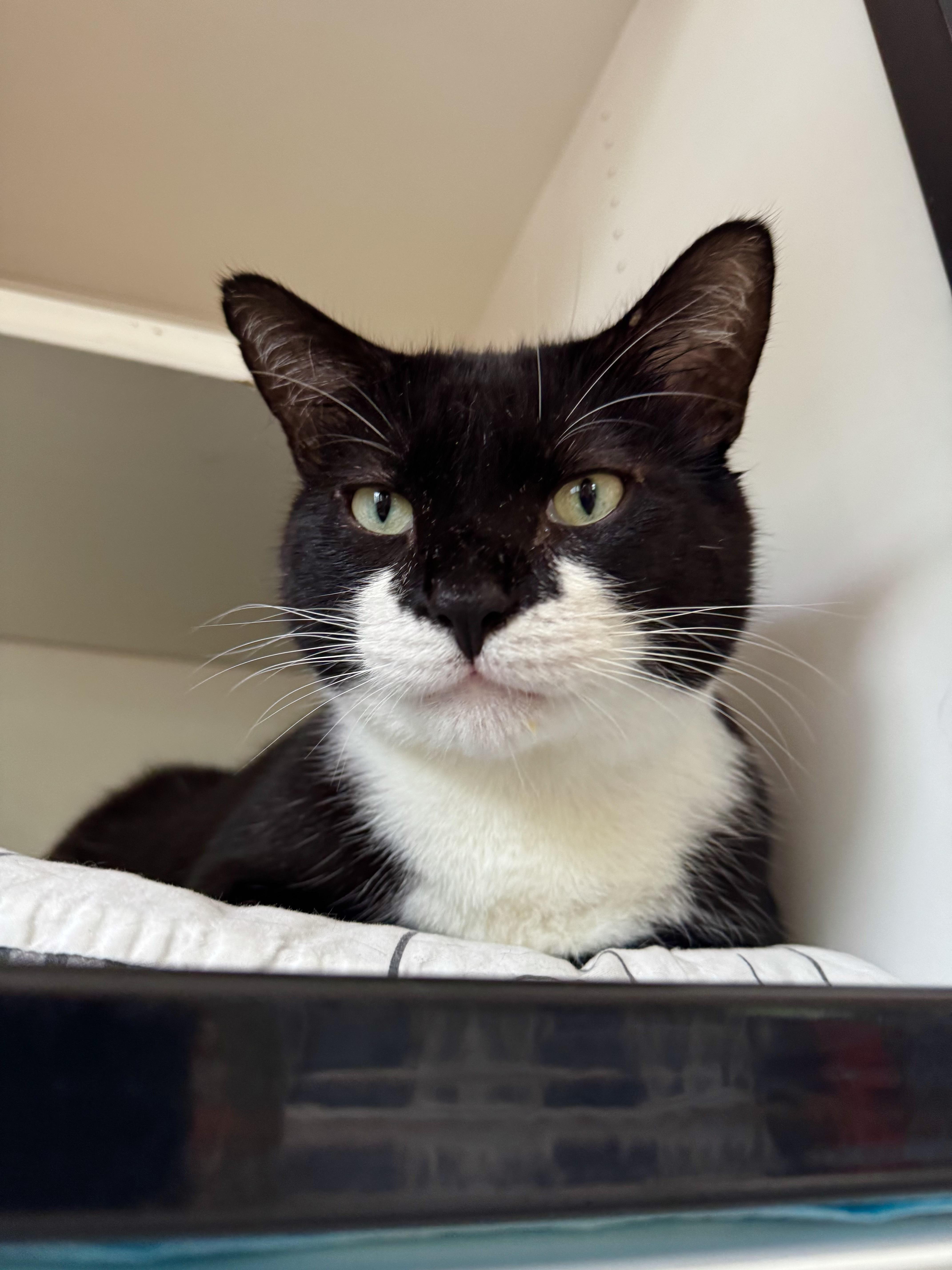 Bobby, a ADOPTABLE Domestic Short Hair in Ramsey, NJ image 4/6