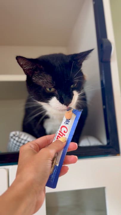 Enlarge Bobby, a ADOPTABLE Domestic Short Hair in Ramsey, NJ video 3/6