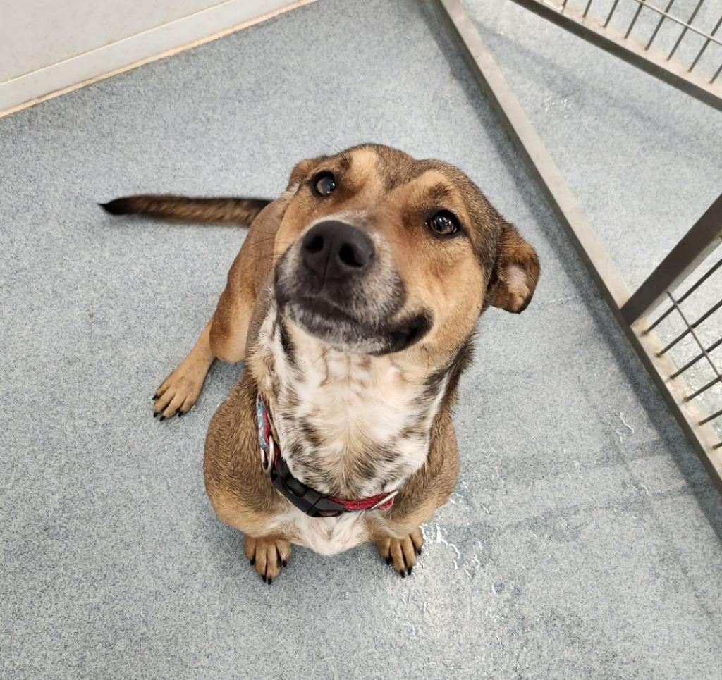 Wanda, Adoptable, Adult Female Shepherd & Mixed Breed.