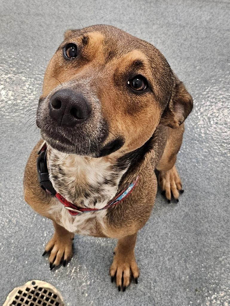 Wanda, a Adoptable mixed breed in Portland, IN image 2/5