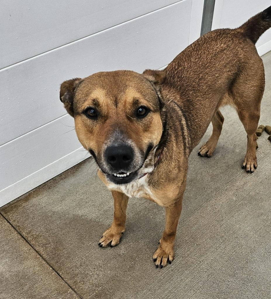 Wanda, a Adoptable mixed breed in Portland, IN image 3/5