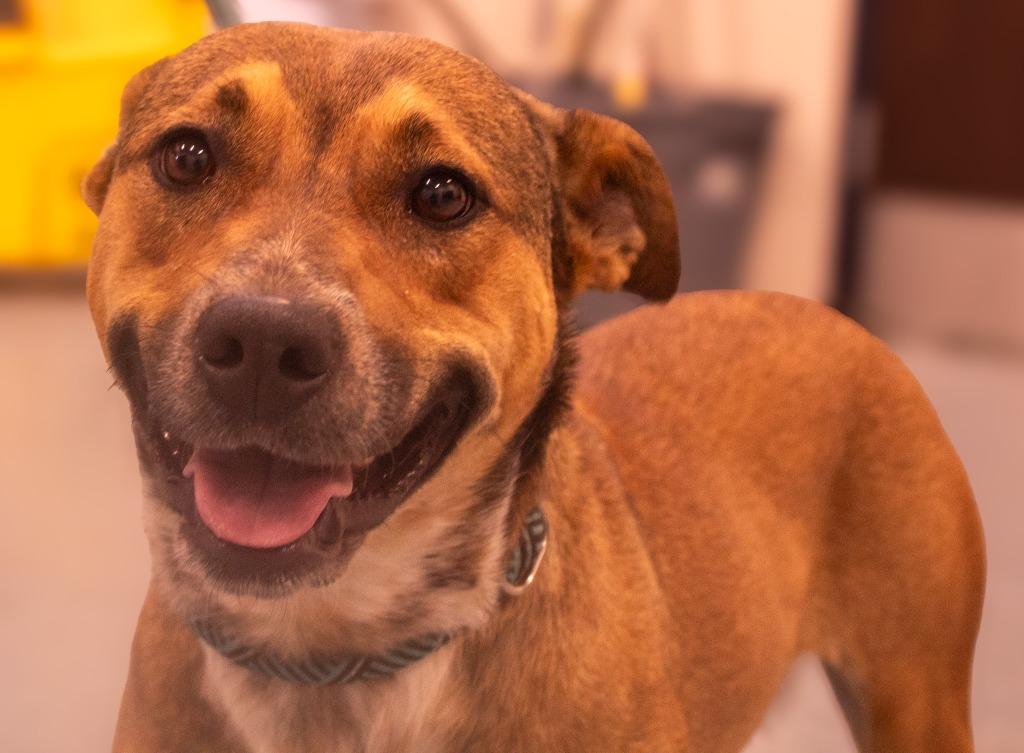 Wanda, a Adoptable mixed breed in Portland, IN image 4/5