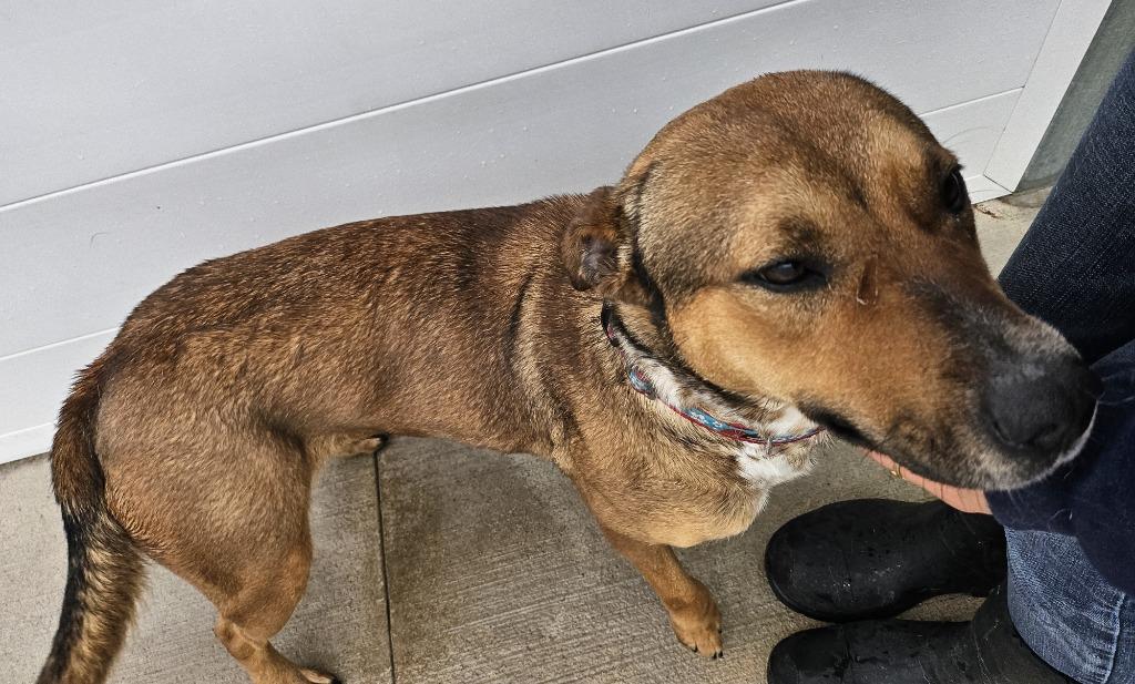 Wanda, a Adoptable mixed breed in Portland, IN image 5/5