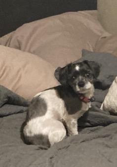 Polly, an adopted mixed breed in Choctaw, OK image 2/3