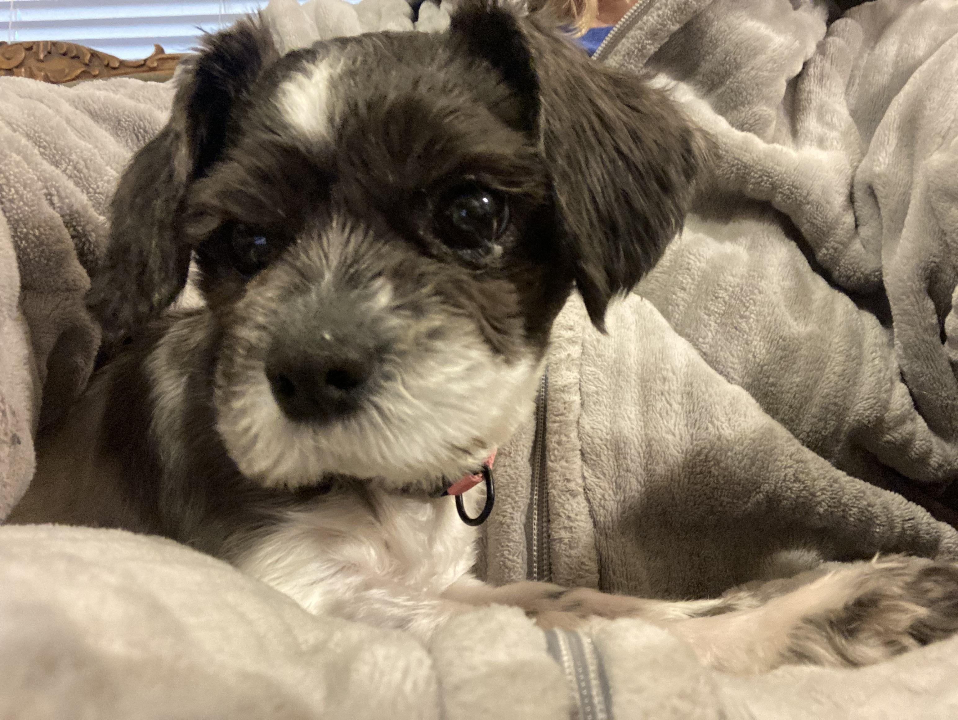 Polly, an adopted mixed breed in Choctaw, OK image 3/3