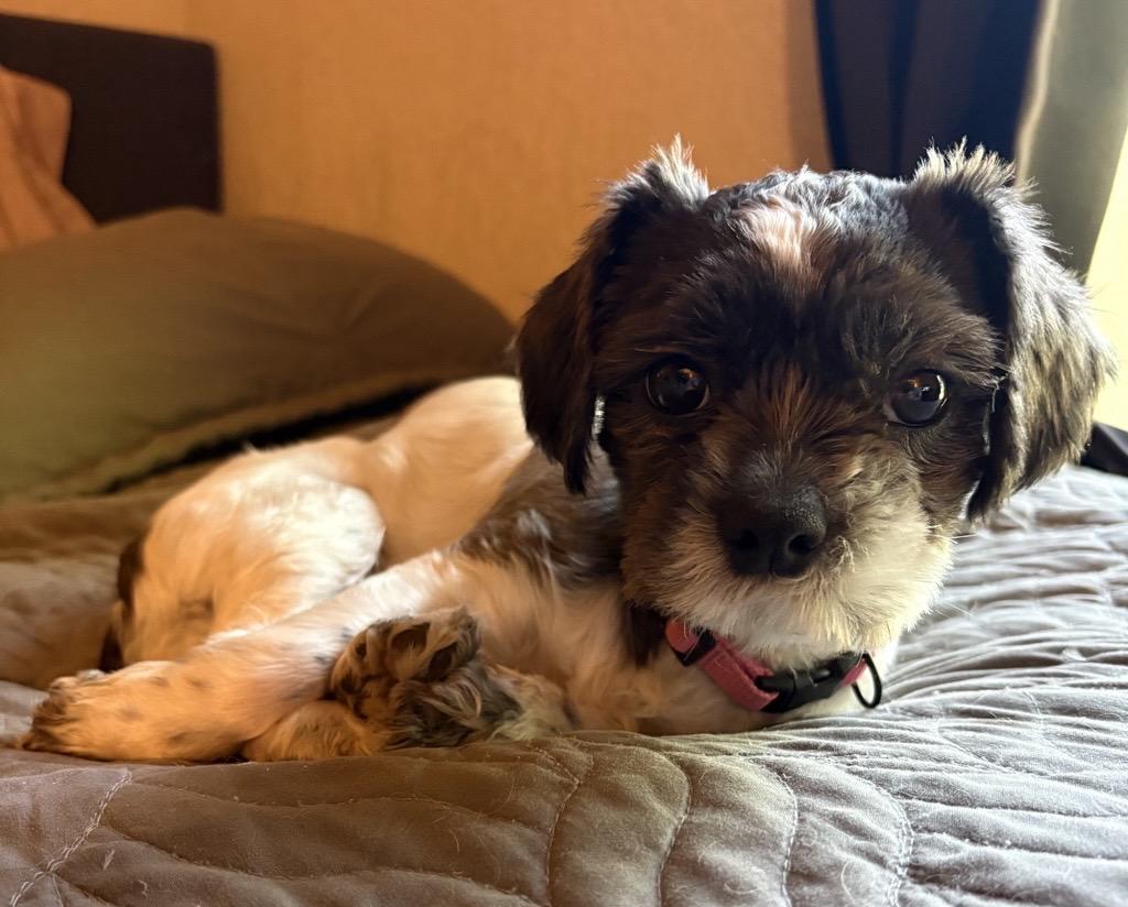 Polly, adopted, Young Female Shih Tzu & Miniature Schnauzer.