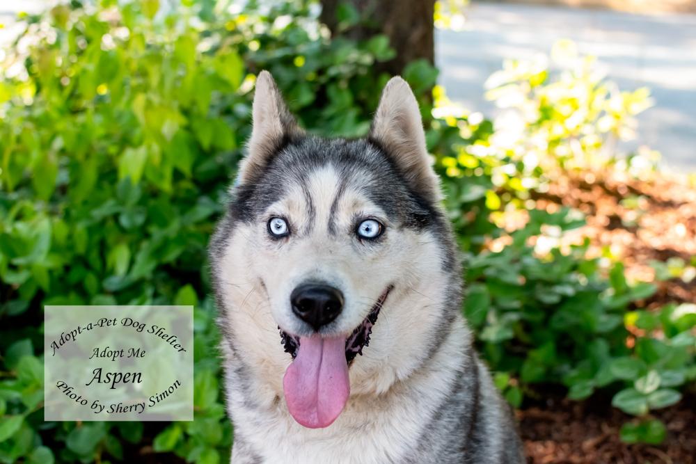 ASPEN, a Adoptable Husky in Shelton, WA image 1/6