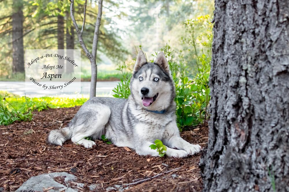ASPEN, a Adoptable Husky in Shelton, WA image 3/6