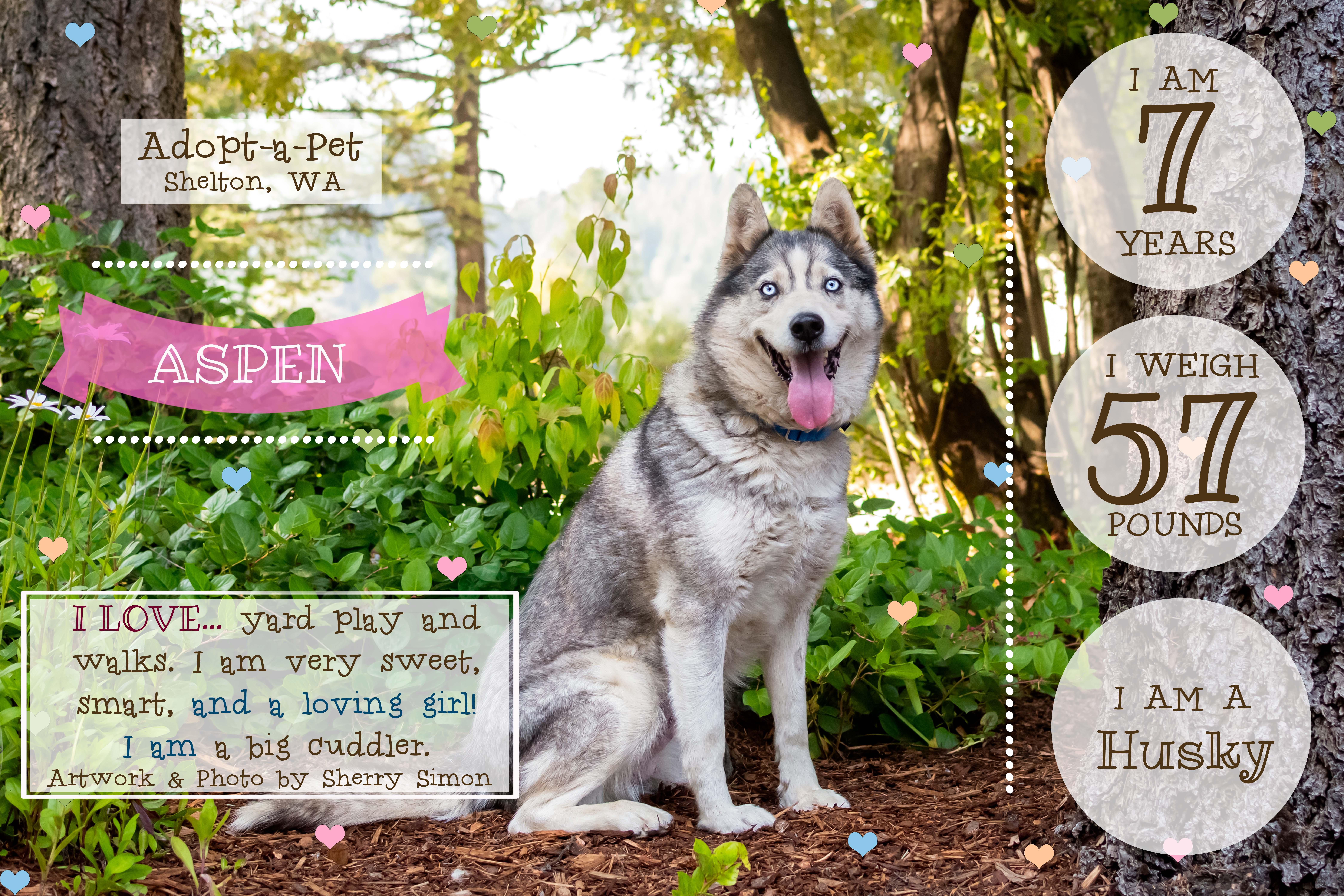 ASPEN, a Adoptable Husky in Shelton, WA image 2/6