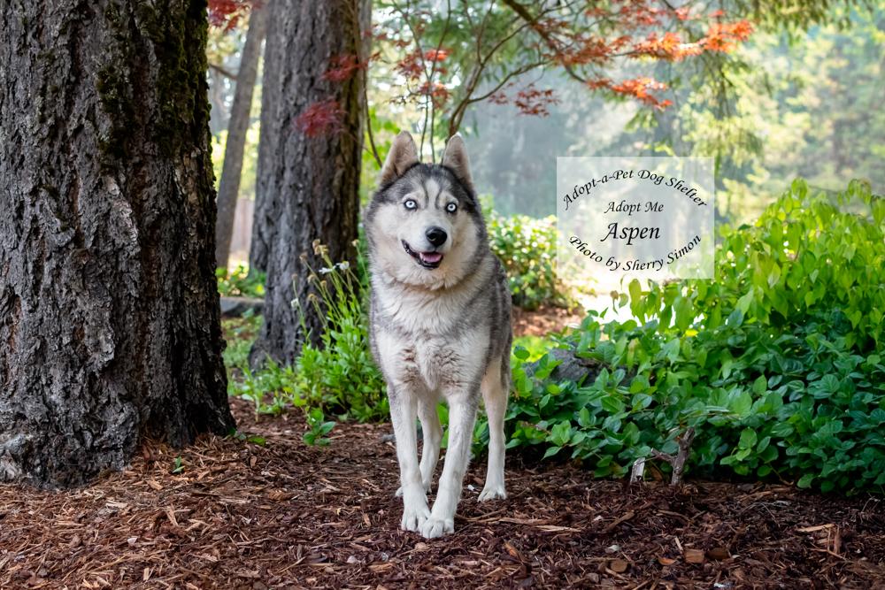ASPEN, a Adoptable Husky in Shelton, WA image 4/6