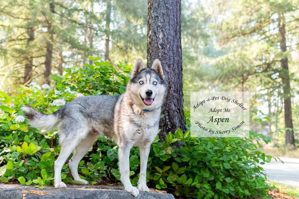 ASPEN, a Adoptable Husky in Shelton, WA image 5/6
