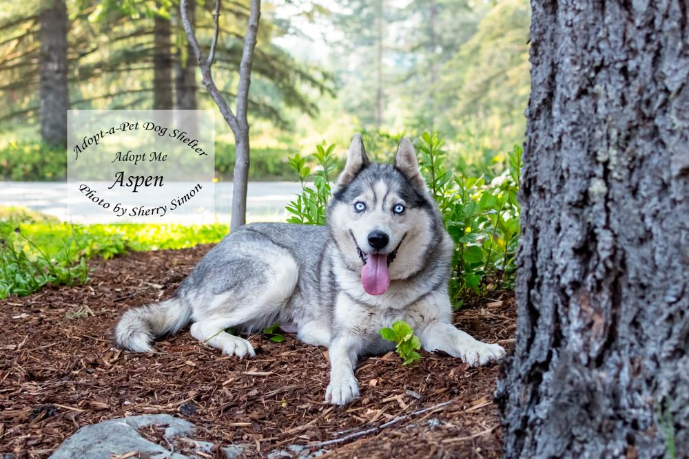 ASPEN, a Adoptable Husky in Shelton, WA image 6/6