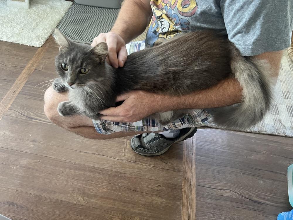 Smurfette, Adoptable, Adult Female Domestic Long Hair.