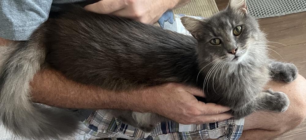 Enlarge Smurfette, a Adoptable mixed breed in Plumerville, AR image 2/2