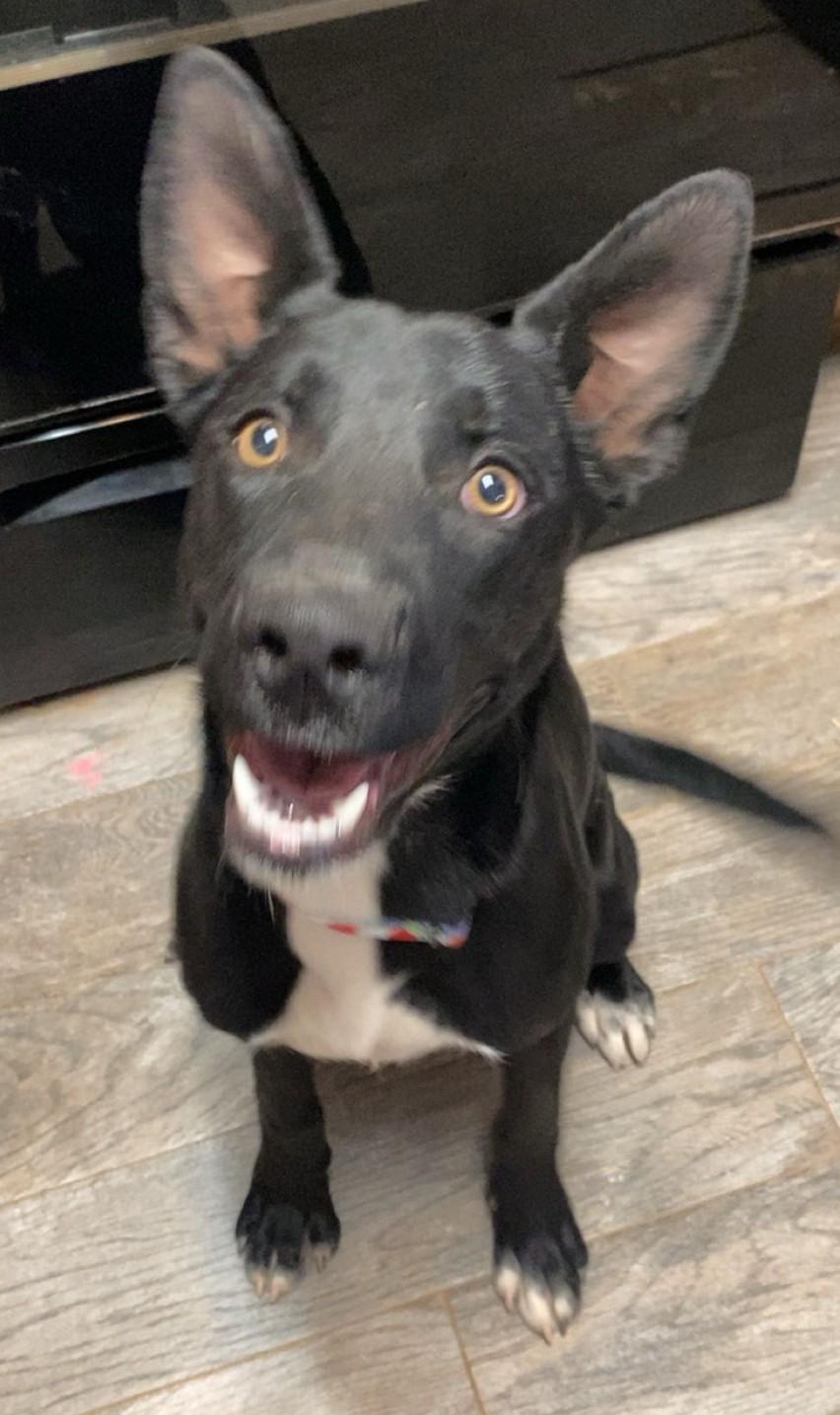 Enlarge **JETT, an adopted mixed breed in Peralta, NM image 4/4