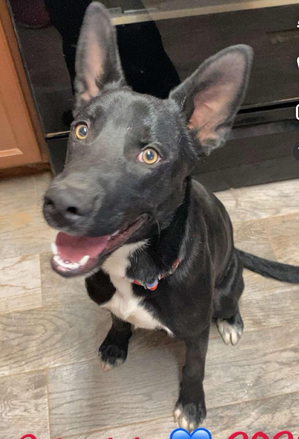 Enlarge **JETT, an adopted mixed breed in Peralta, NM image 3/4