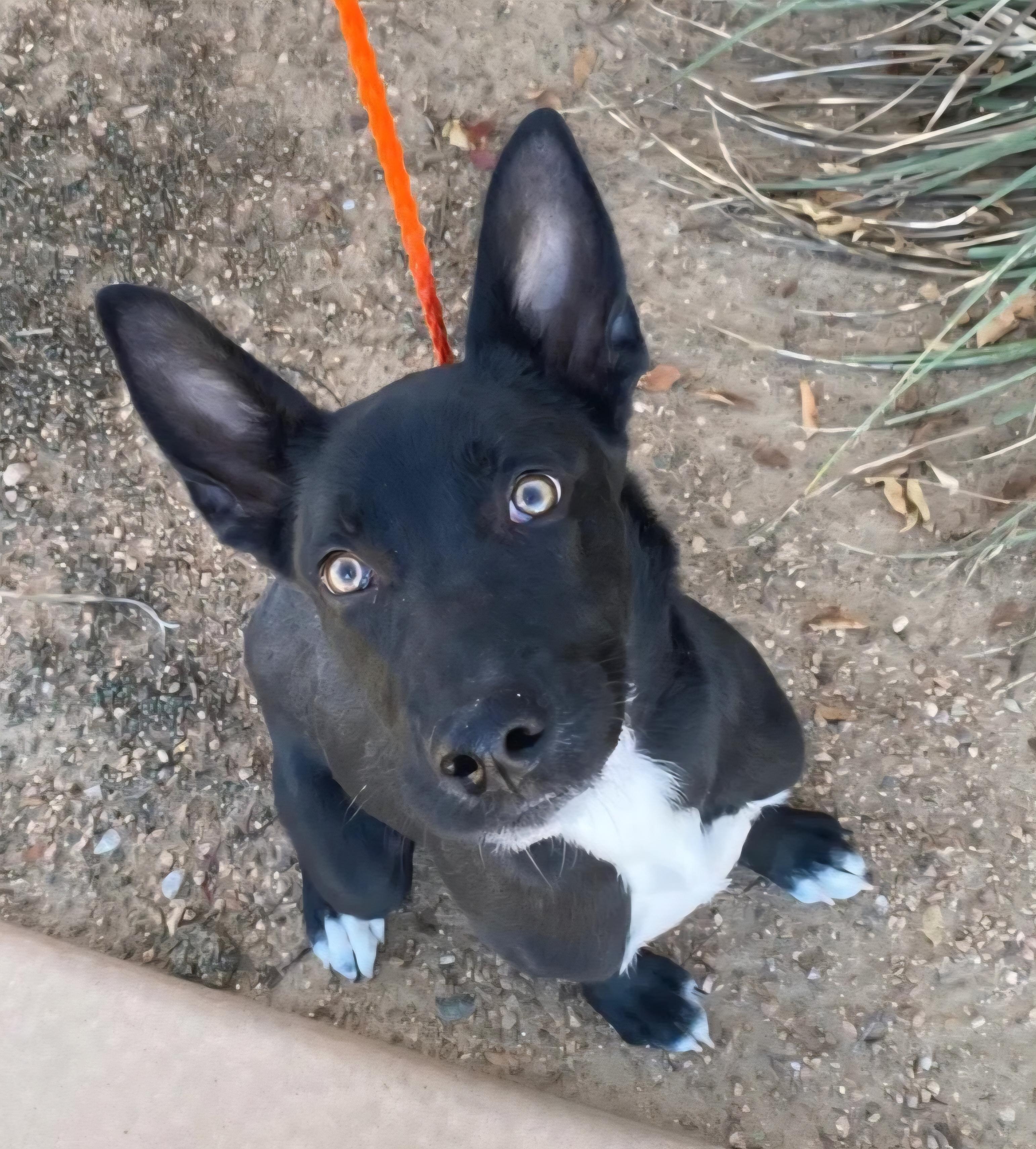 **JETT, ADOPTABLE, Young Male German Shepherd Dog & Australian Kelpie.