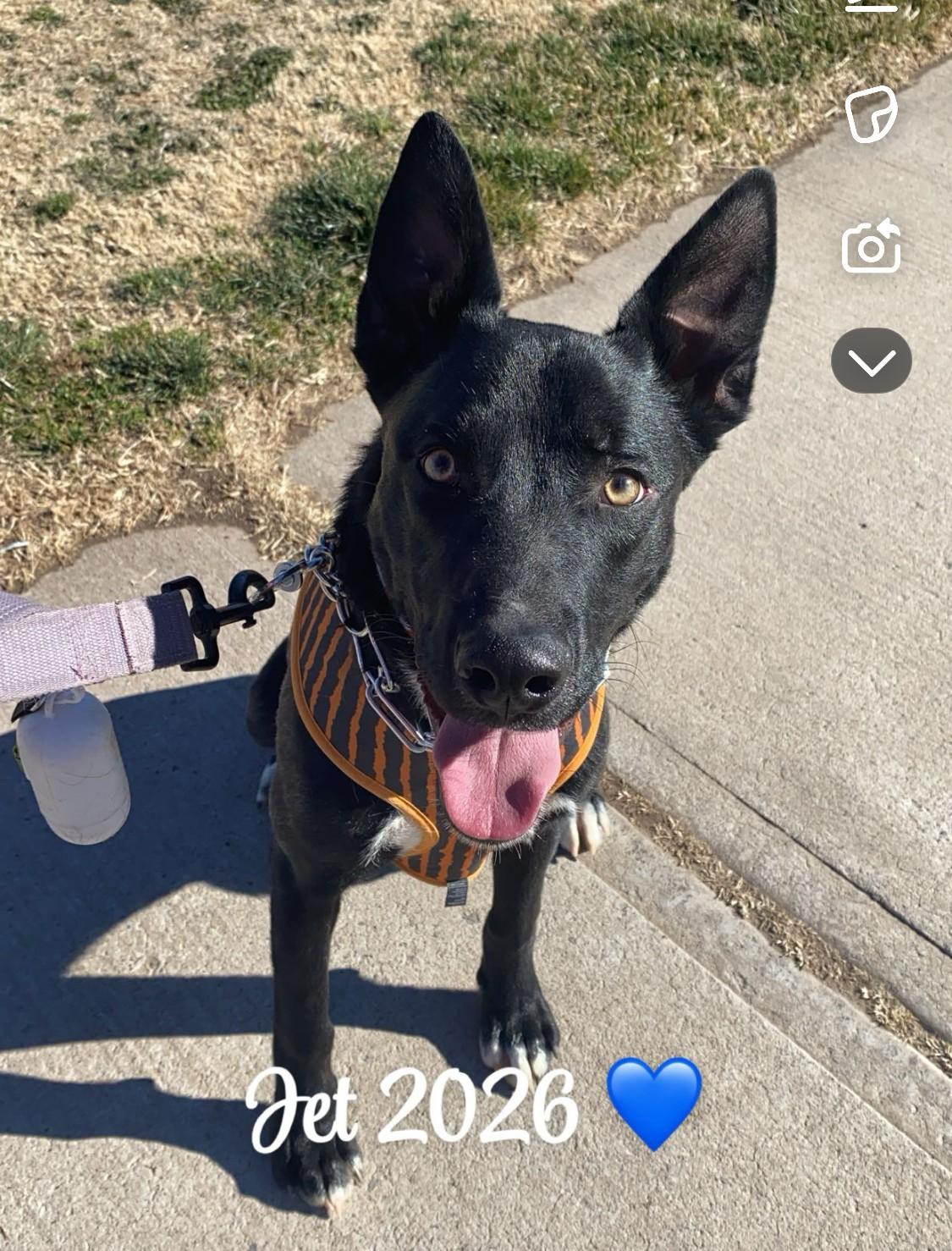 Enlarge **JETT, an adopted mixed breed in Peralta, NM image 1/4