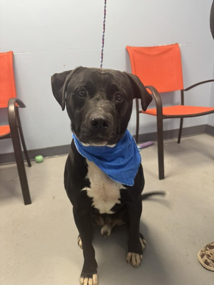 Denver, a Adoptable Terrier in Zanesville, OH image 1/2