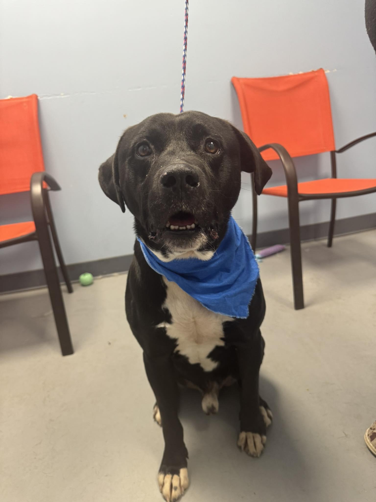 Denver, a Adoptable Terrier in Zanesville, OH image 2/2