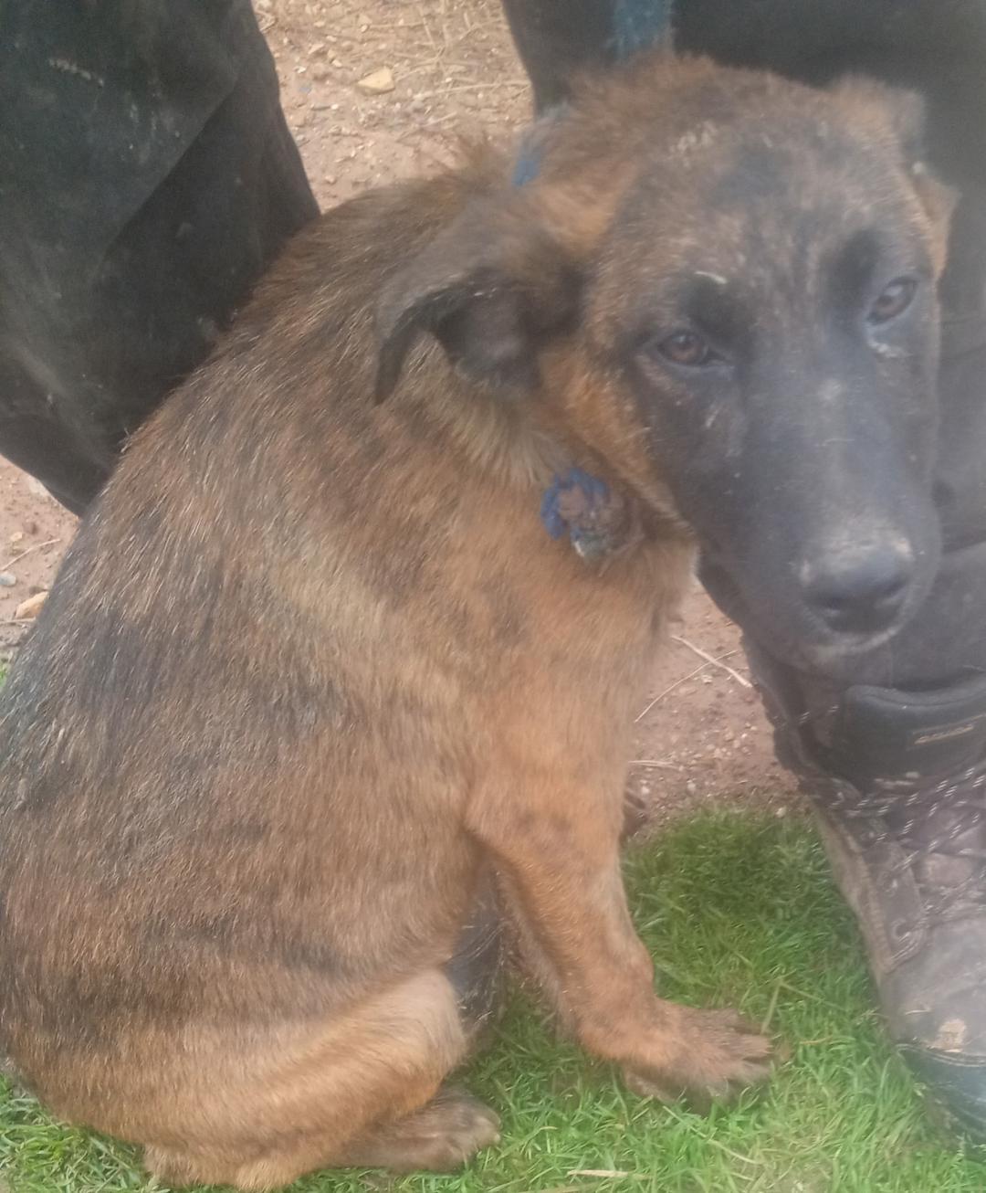 Enlarge Starsky, a Adoptable mixed breed in Mena, AR image 1/2