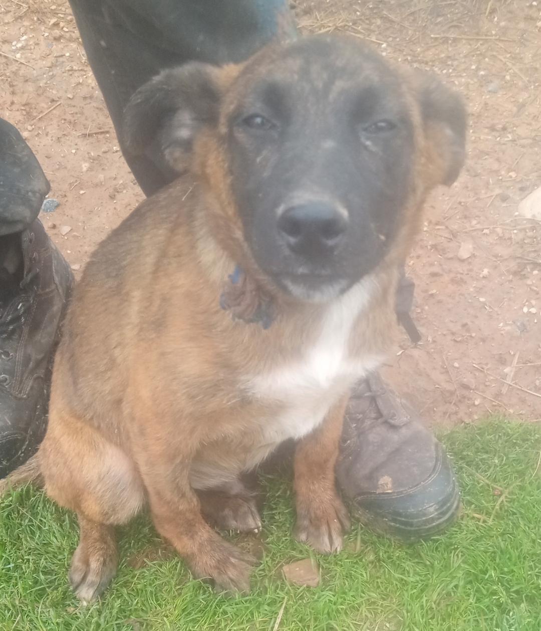 Enlarge Starsky, a Adoptable mixed breed in Mena, AR image 2/2