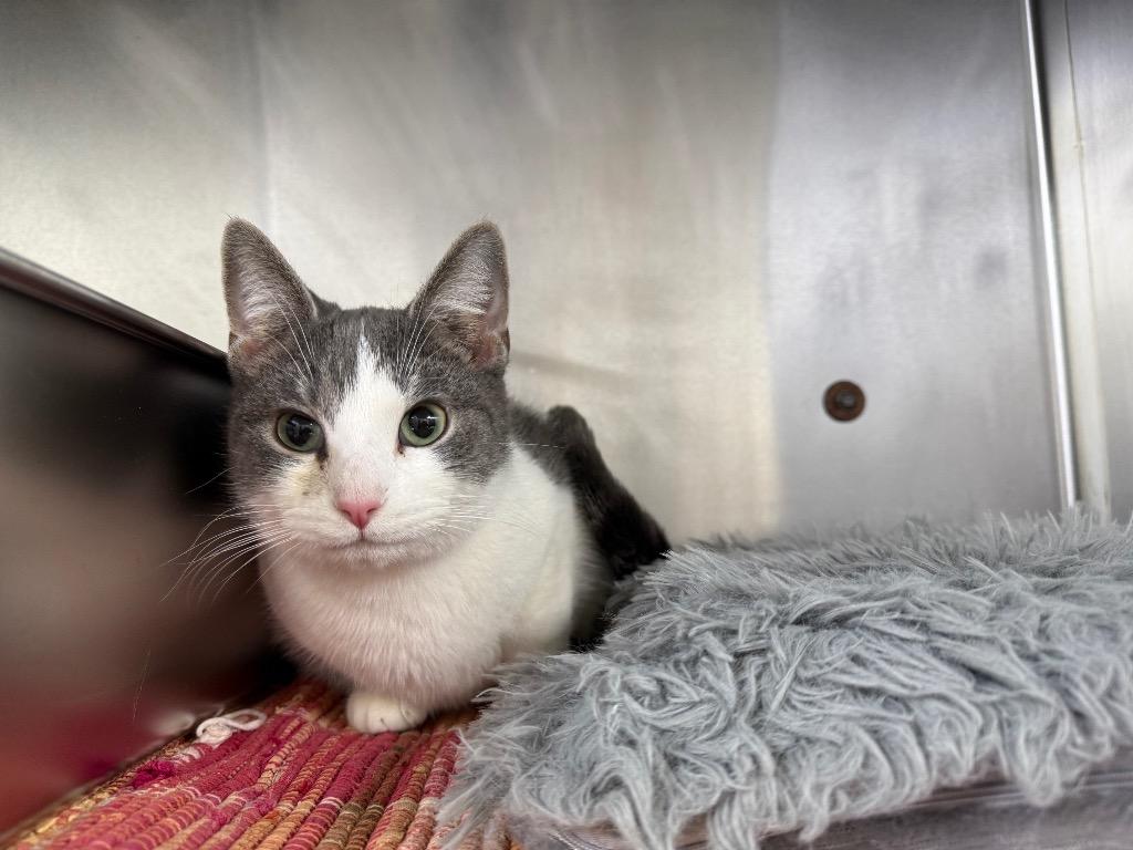 Valentine, Adoptable, Adult Female Domestic Short Hair.