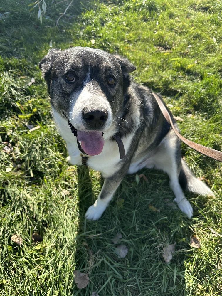 Beaner, an adoptable Husky in Winnipeg, MB, R2C 3A4 | Photo Image 1