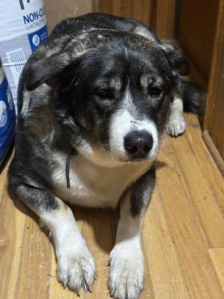 Beaner, an adoptable Husky in Winnipeg, MB, R2C 3A4 | Photo Image 3