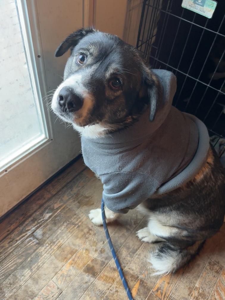 Beaner, an adoptable Husky in Winnipeg, MB, R2C 3A4 | Photo Image 2