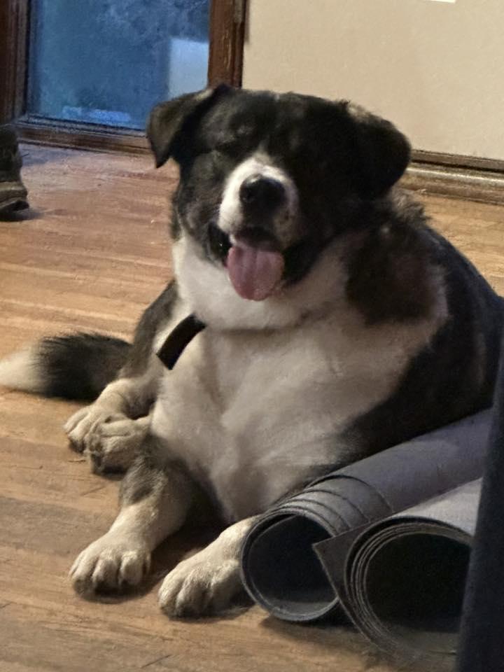 Beaner, an adoptable Husky in Winnipeg, MB, R2C 3A4 | Photo Image 4