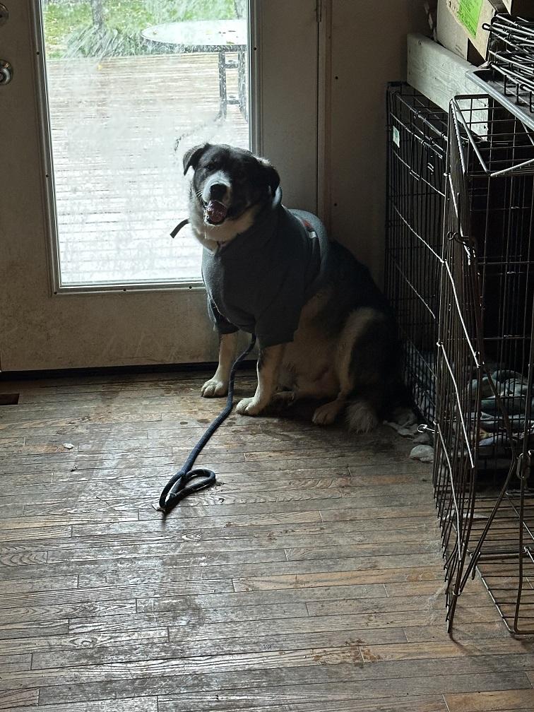 Beaner, an adoptable Husky in Winnipeg, MB, R2C 3A4 | Photo Image 5